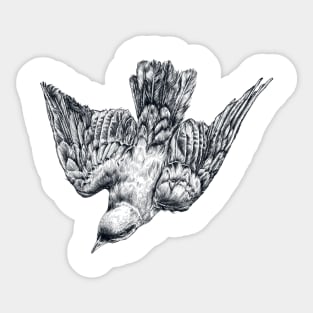 Splendid Starling Sticker